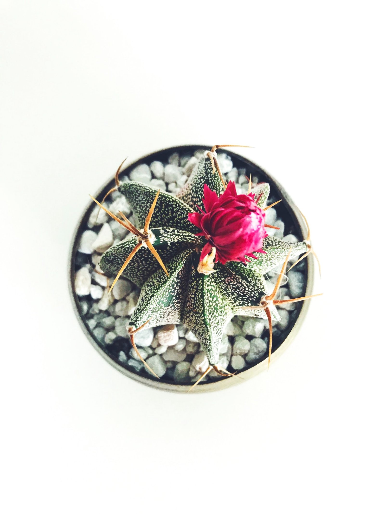 stephanie-harvey-ENgN376rqC0-unsplash